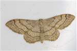 Riband Wave moth