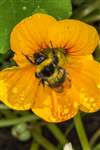 Garden bumblebee on nasturtium
