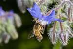 Honey bee on borage flowers