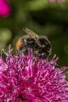 Red-tailed bumblebee on Allium schoenoprasum
