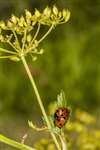 7-spot ladybirds on parsnip