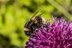 Buff-tailed bumblebee on Allium schoenoprasum