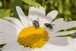 Blowfly and greenbottle on daisy 