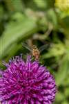 Hoverfly on Allium schoenoprasum