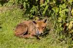 Red fox in allotment