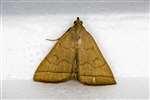 Fan-foot moth