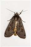 Large Yellow Underwing moth