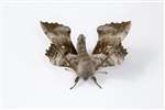 Poplar Hawk Moth, RSPB Loch Lomond