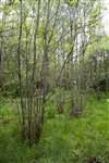 Coppiced deciduous woodland, RSPB Loch Lomond