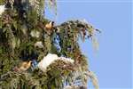 Group of Goldfinches on snowy conifer tree, Glasgow