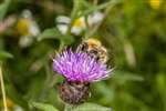 Common Carder bumblebee on knapweed 