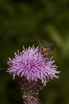 Fly on creeping thistle 