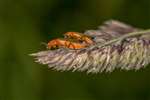 Soldier beetles mating, Speyside