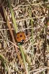 7-spot ladybird, Hunterston