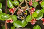 Buff tailed bumblebee on Cotoneaster