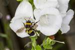 Garden Bumblebee on White Foxglove, Mugdock Country Park