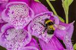 Garden Bumblebee on Common Foxglove, Mugdock Country Park