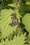Small Tortoiseshell caterpillars on nettle