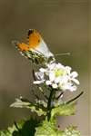 Male Orange tip butterfly, Bo'ness