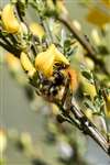 Common Carder bumblebee on Broom, Bo'ness