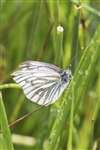 Green-veined White butterfly, RSPB Loch Lomond