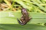 Common froglet with tail, RSPB Loch Lomond