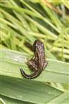 Common froglet with tail, RSPB Loch Lomond