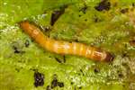 Click-beetle larva, Glasgow