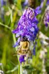 Common Carder Bumblebee on Tufted Vetch
