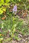 Common Spotted Orchid, Bridgeness