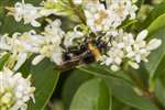 Buff-tailed Bumblebee, Bridgeness