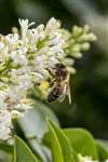 European Honey Bee, Bridgeness