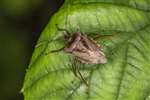 Red-legged Shieldbug or Forest bug, Stirling