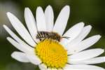 Solitary bee (Colletes daviesanus), Stirling