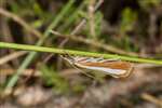 Moth Catoptria margaritella, Braehead Moss