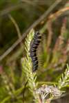 Fox Moth caterpillar, Braehead Moss