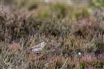 Meadow Pipit, Braehead Moss