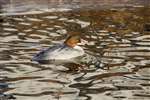 Female Goosander on Forth and Clyde Canal, Glasgow