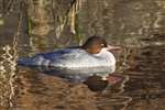 Female Goosander asleep on Forth and Clyde Canal, Glasgow
