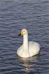 Hogganfield Loch, Hogganfield Park, Glasgow - Whooper Swan