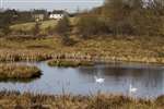 Hogganfield Loch, Hogganfield Park, Glasgow - pond with Grey Heron and Mute Swan