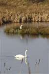 Hogganfield Loch, Hogganfield Park, Glasgow - pond with Grey Heron and Mute Swan