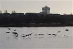 Hogganfield Loch, Hogganfield Park, Glasgow - flock of Greylag Geese with water tower