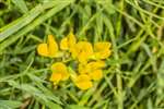 Meadow Vetchling, Sutherland