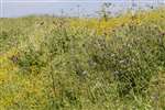 Wild flower meadow, Farr Glebe, Bettyhill, Sutherland