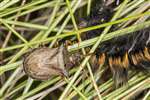 Spiked Shieldbug feeding on Fox Moth caterpillar, Lenzie Moss