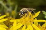 Leafcutter bee on Ragwort at Bridgeness, Bo'ness
