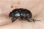 Dor Beetle, Inchcailloch