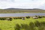 Sheep and Loch Stemster, Munsary, Caithness