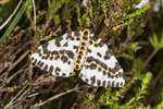 Magpie moth, Munsary, Caithness